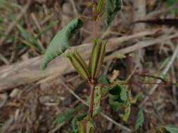 Imagem de Corchorus aestuans L.