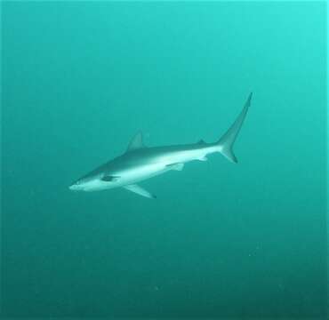 Image of Dusky Shark