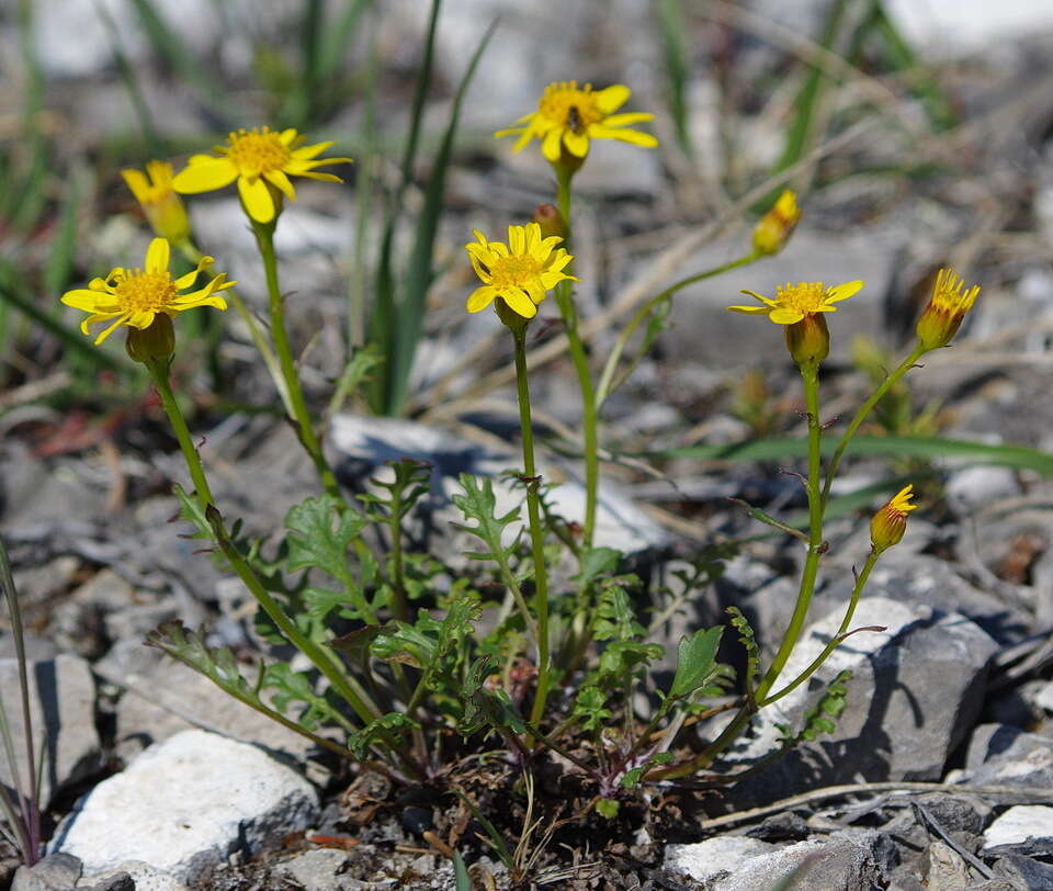 Image of northern groundsel