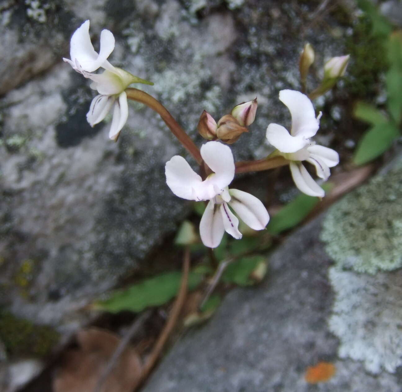 Disa sagittalis (L. fil.) Sw.的圖片