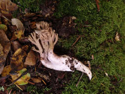 Image of Ramaria violaceibrunnea (Marr & D. E. Stuntz) R. H. Petersen 1986