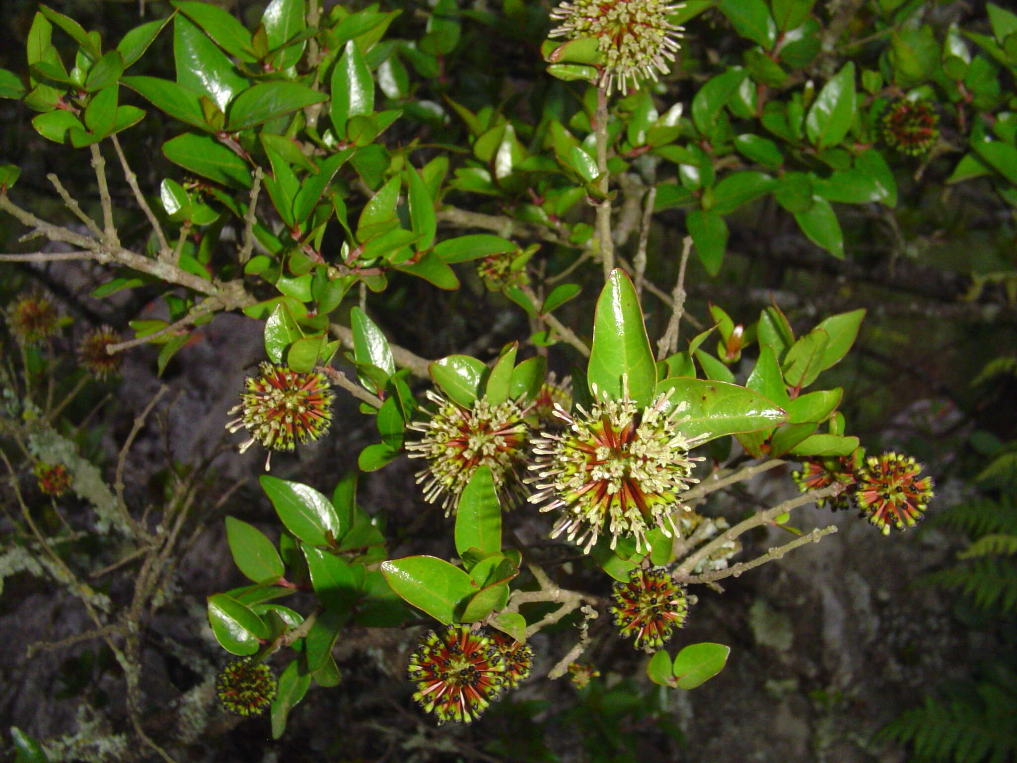 Image of Strawberry bush