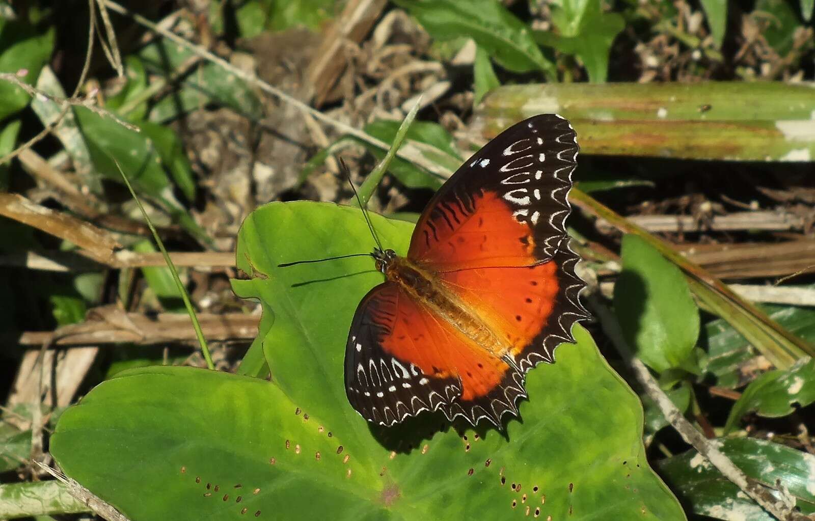 Cethosia biblis Drury 1770 resmi