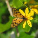 Image de Acraea zonata Hewitson 1877