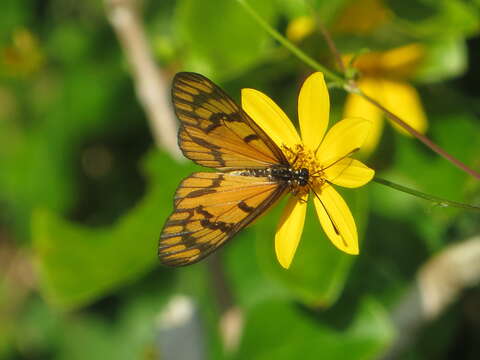 Image de Acraea zonata Hewitson 1877