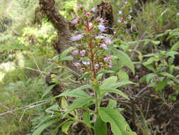 Image of Echium strictum L. fil.