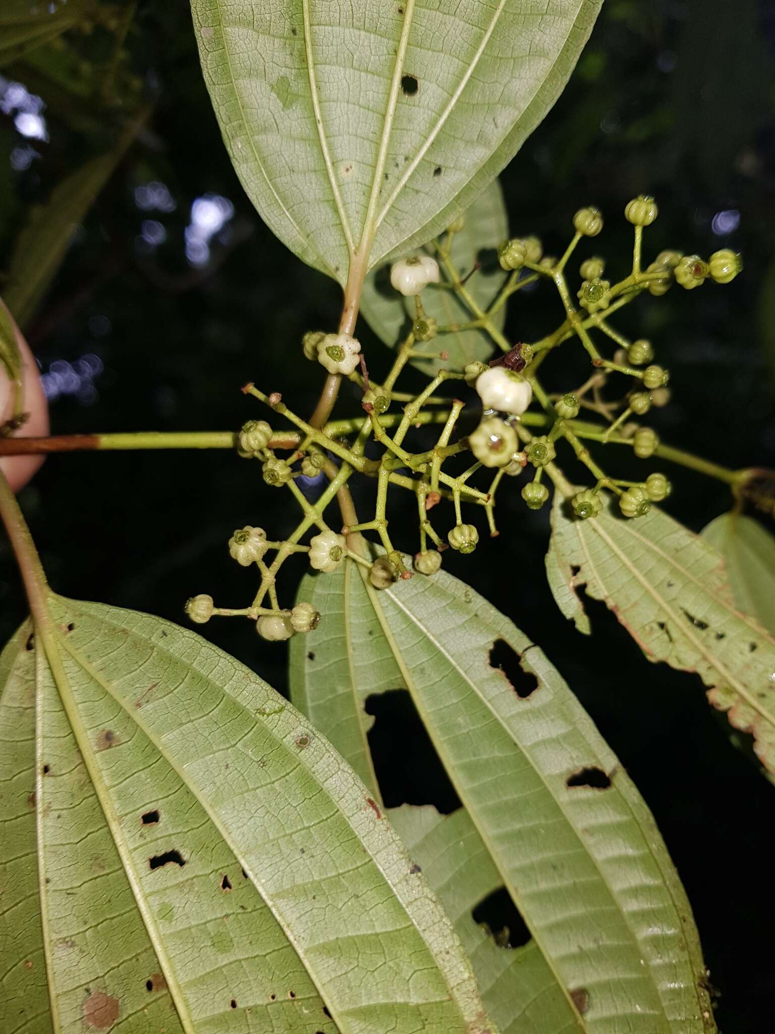 Sivun Miconia rubescens (Triana) Gamba & Almeda kuva