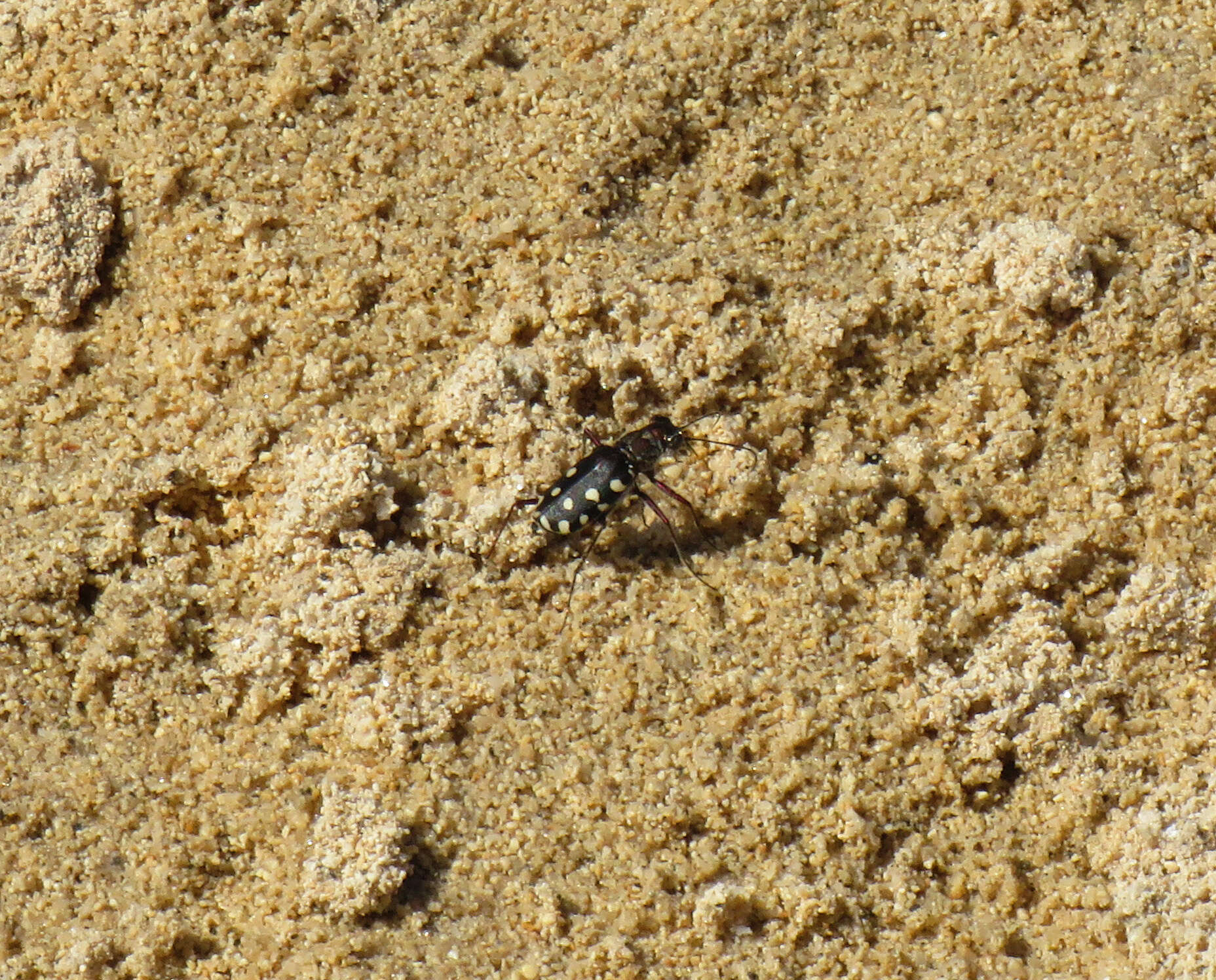 Image of Cicindela (Calomera) aulica Dejean 1831