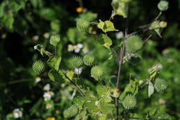 Imagem de Abutilon indicum (L.) Sweet