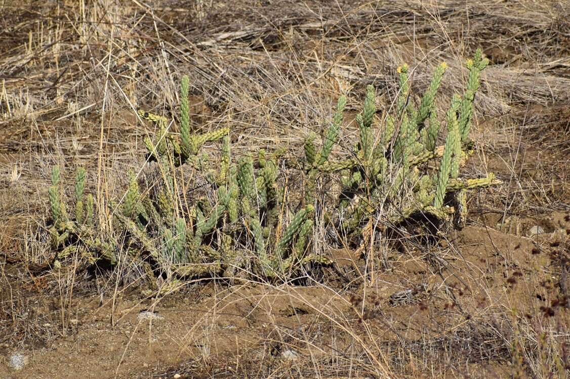 Image of California pricklypear