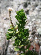 Image of Rock Goldenbush