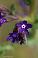 Anchusa hybrida Ten.的圖片