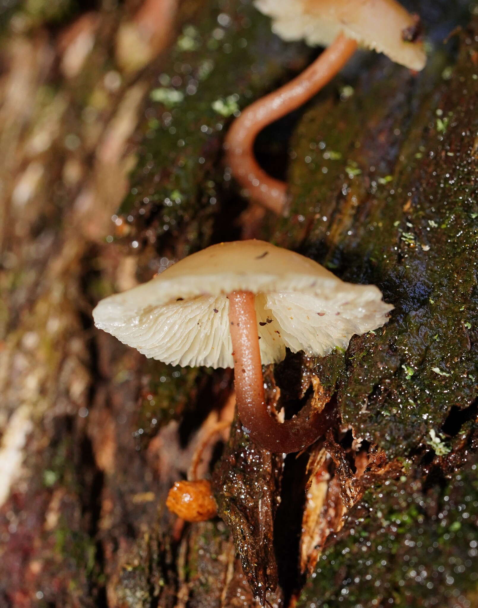 Image of Collybia eucalyptorum Cleland 1931