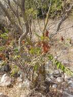 Image of Sicilian sumac