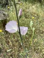 Image de Sidalcea robusta A. A. Heller