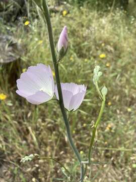 Image of Butte County checkerbloom