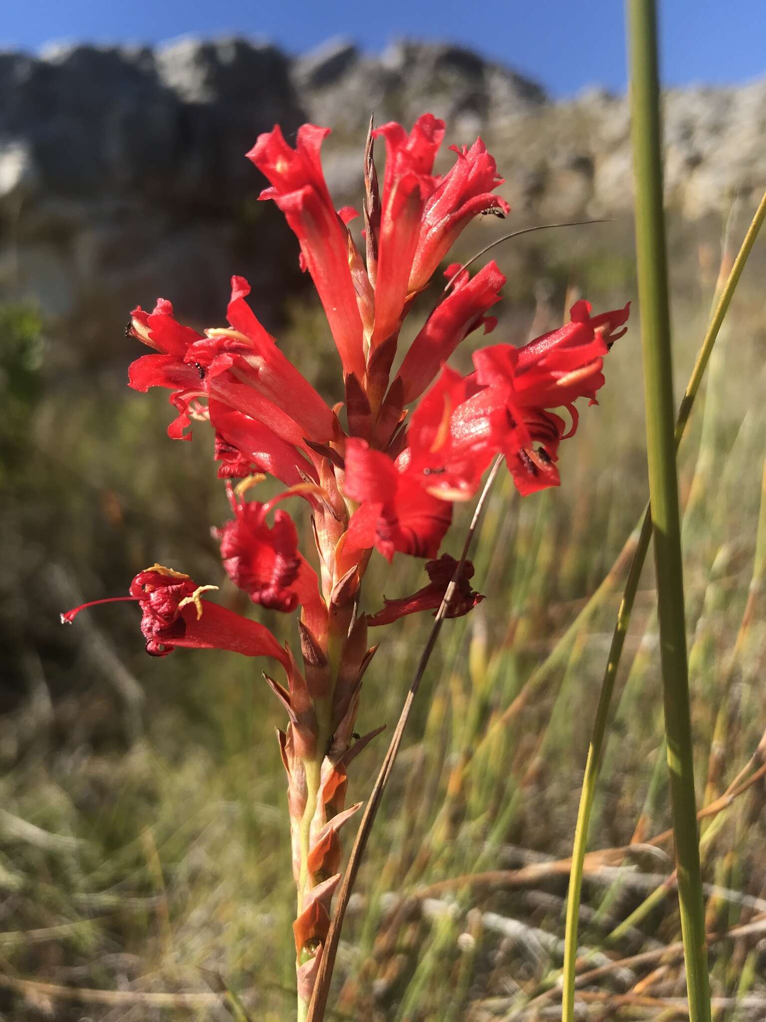 Tritoniopsis triticea (Burm. fil.) Goldblatt的圖片