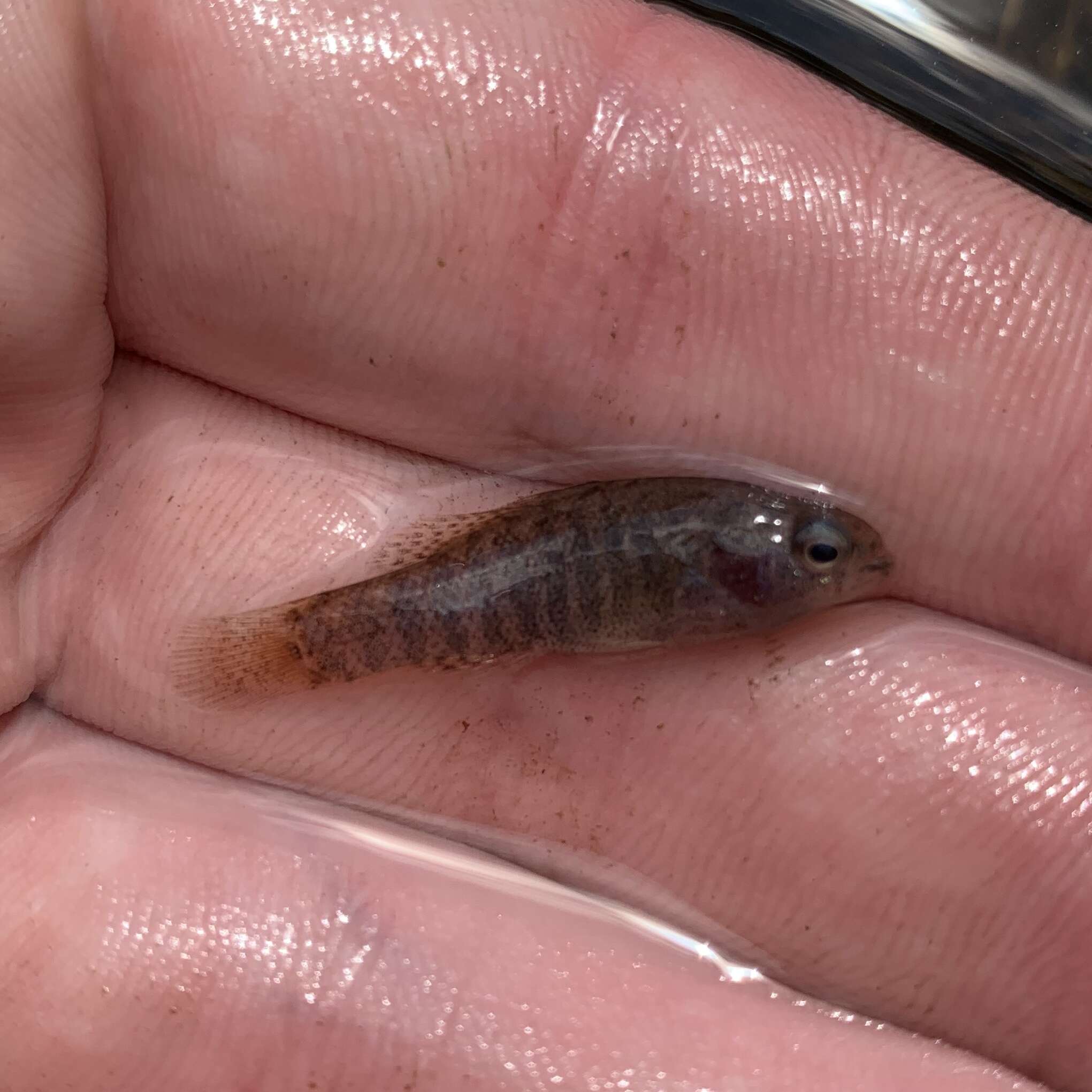 Image of Banded Pygmy Sunfish