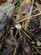 Image of Mycena abramsii (Murrill) Murrill 1916