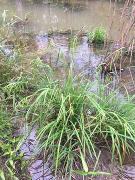 Carex crinita var. brevicrinis Fernald resmi