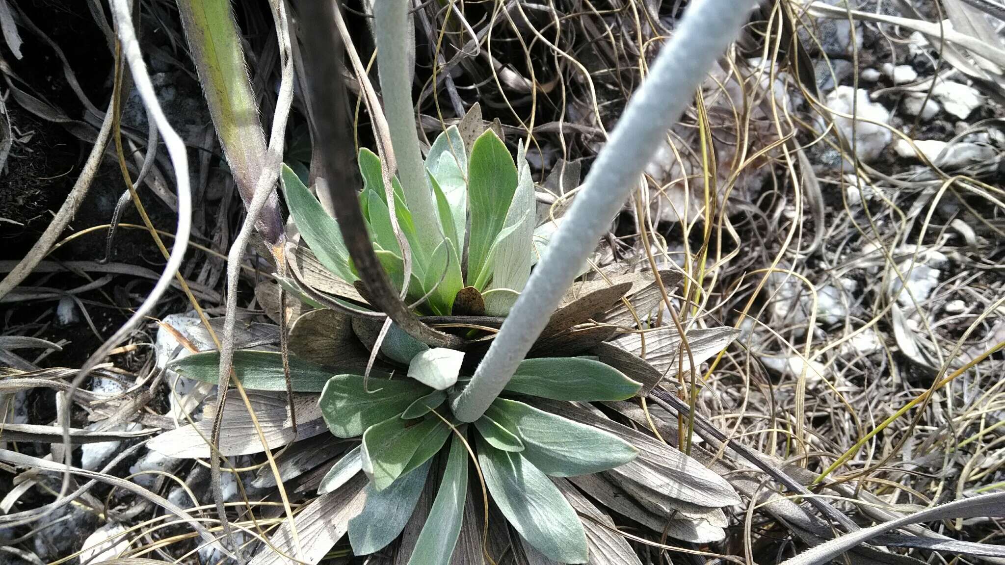 Image of Chresta plantaginifolia (Less.) Gardn.