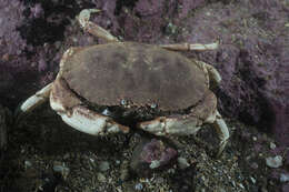 Image of Jonah crab