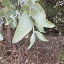 Eucalyptus cordata subsp. quadrangulosa D. Nicolle, B. M. Potts & Mc Kinnon的圖片