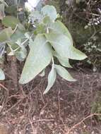 Image of Eucalyptus cordata subsp. quadrangulosa D. Nicolle, B. M. Potts & Mc Kinnon