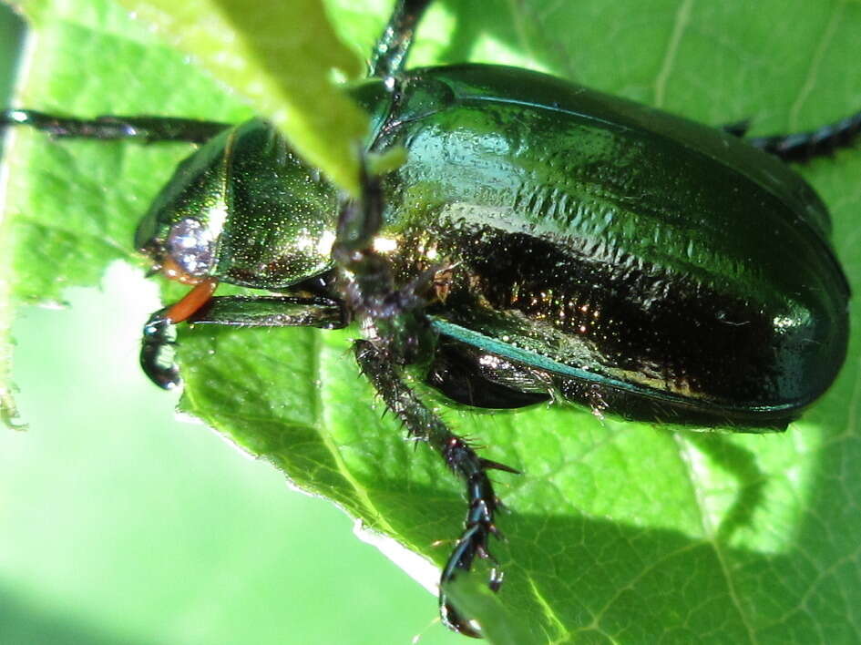 Mimela splendens (Gyllenhal 1817) resmi