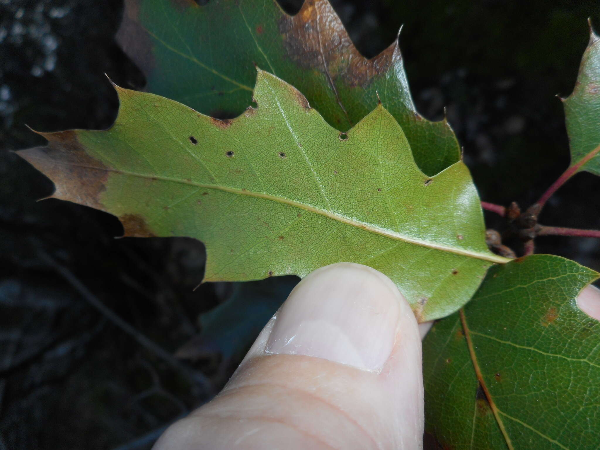 Image of hybrid oak