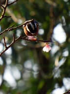 Image of Chestnut-bellied Tit