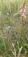 Image de Stylidium graminifolium Sw. ex Willd.