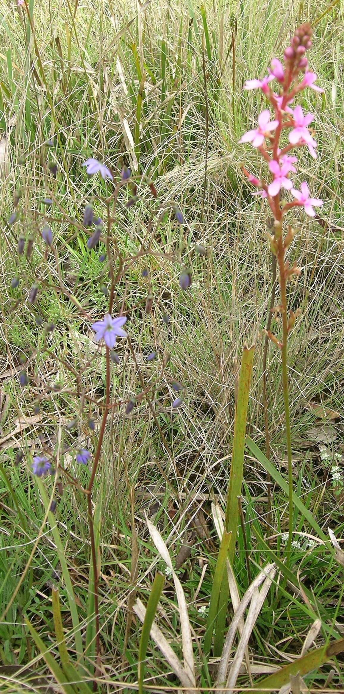 Image de Stylidium graminifolium Sw. ex Willd.