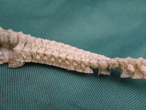 Image of Spiny pipehorse