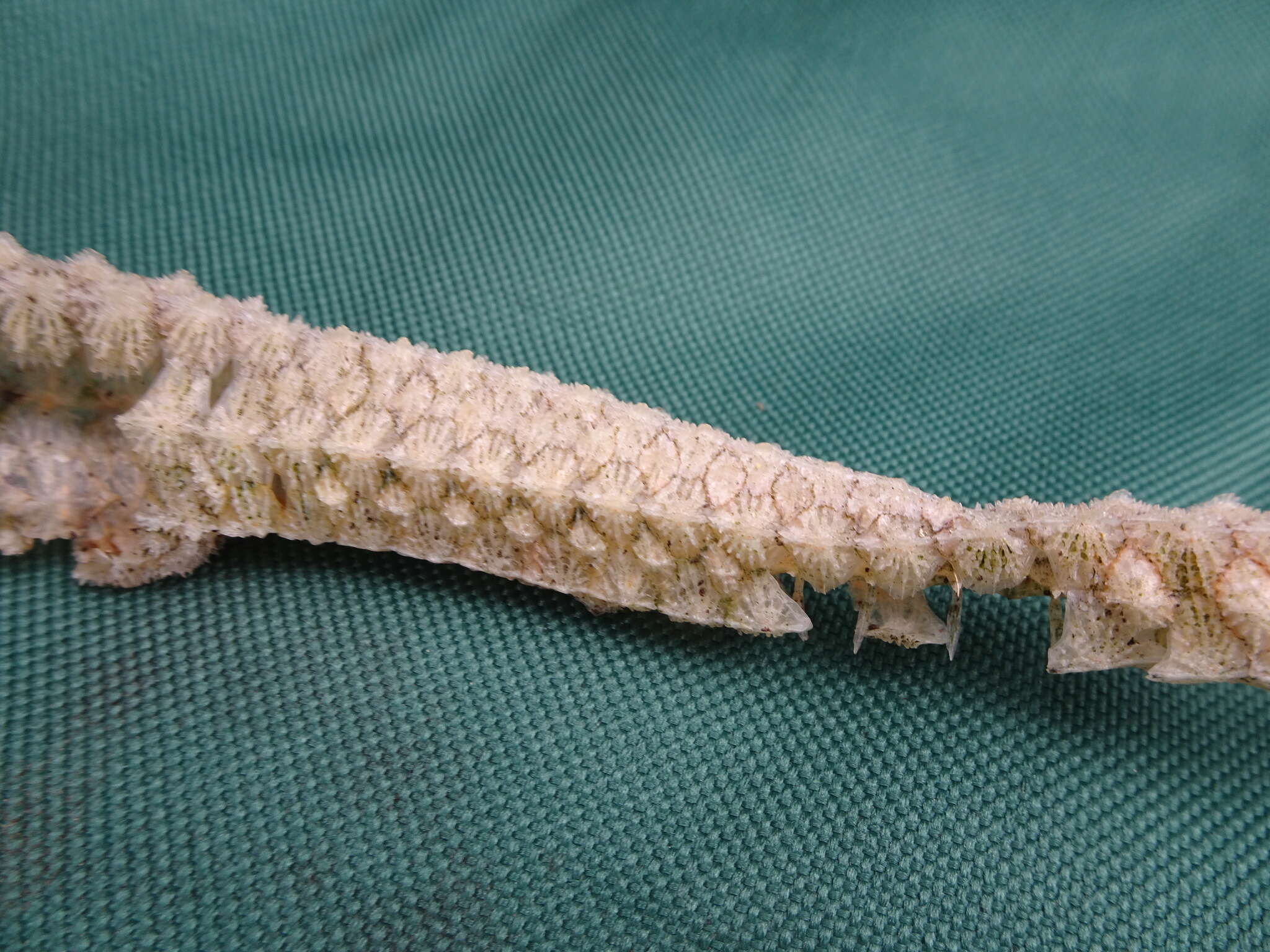 Image of Spiny pipehorse