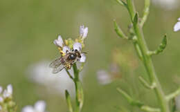 Image of Andrena savignyi Spinola 1838