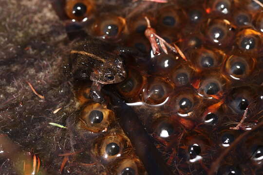 Image of Capensibufo selenophos Channing, Measey, De Villiers, Turner & Tolley 2017