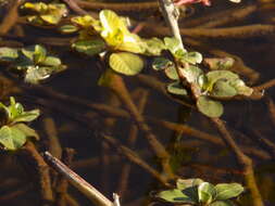 Слика од Ludwigia peploides subsp. glabrescens (Kuntze) Raven