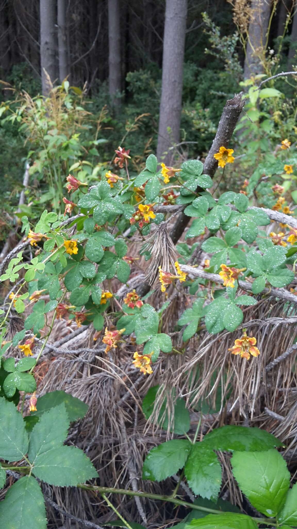 Image of Tropaeolum ciliatum Ruiz & Pav.