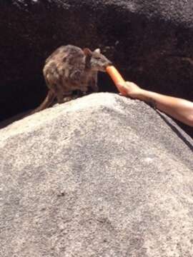 Image of Allied Rock Wallaby