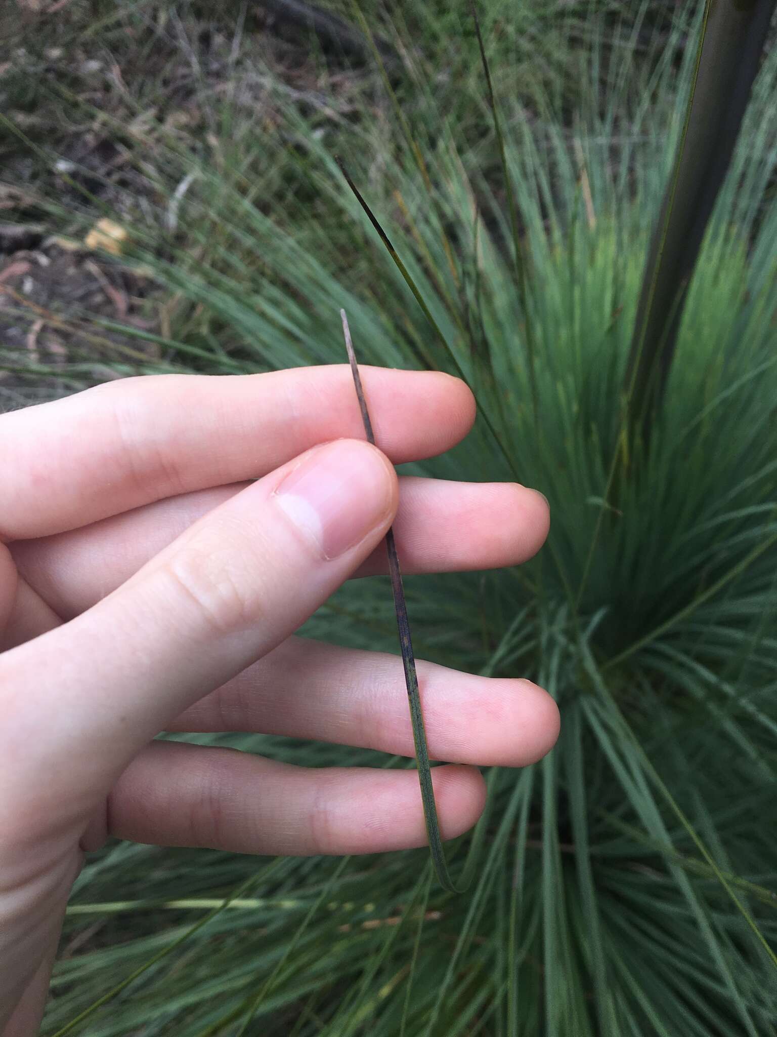 Image of Xanthorrhoea resinosa Pers.