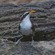 Image of White-browed Scimitar Babbler