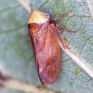 Image of Leafhopper