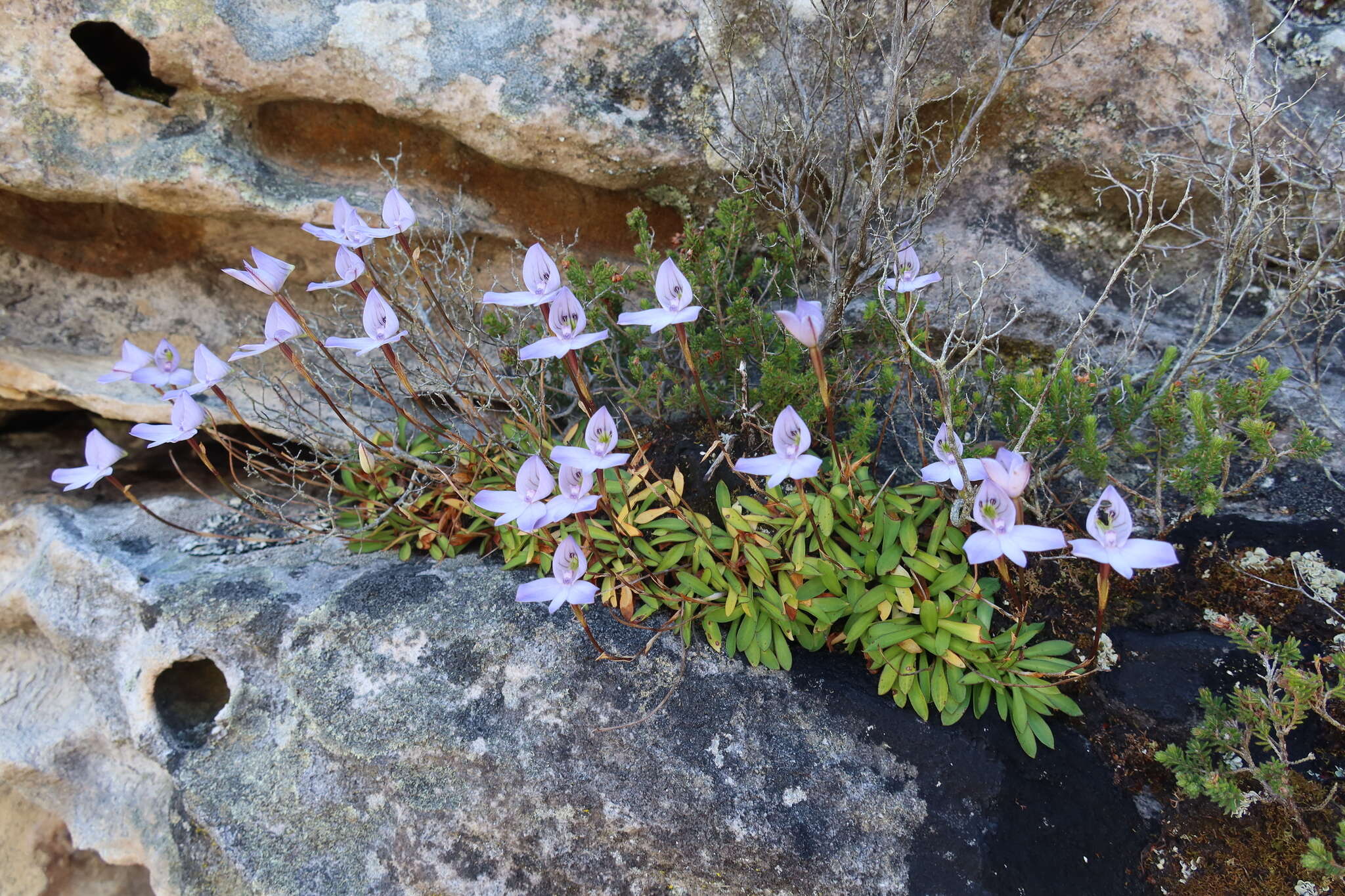 Image of Disa maculata L. fil.