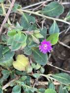 Image of Corbichonia decumbens (Forsk.) Exell