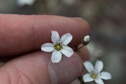 Plancia ëd Eremogone capillaris var. americana (Maguire) R. L. Hartman & Rabeler