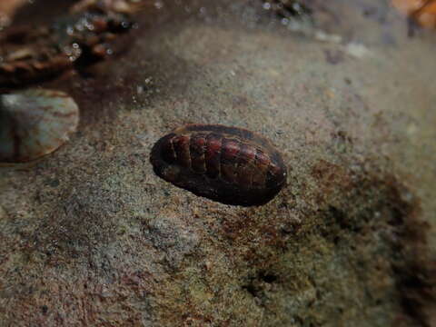 Image of Smooth European Chiton