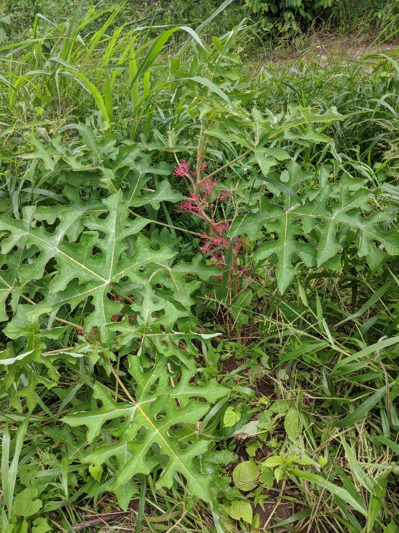 Image of Vasconcellea parviflora A. DC.