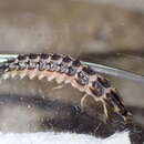 Image of Florida intertidal firefly