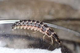 Image of Florida intertidal firefly